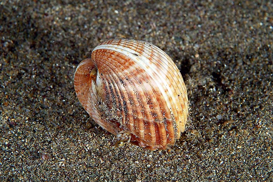 Acanthocardia tuberculata